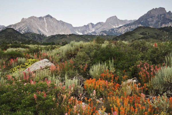 CA, flowers bloom in the Sierra Nevada mountains